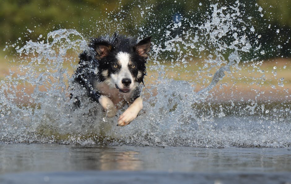 Energetic border collie splashes through water in a vivid action shot capturing motion and joy.