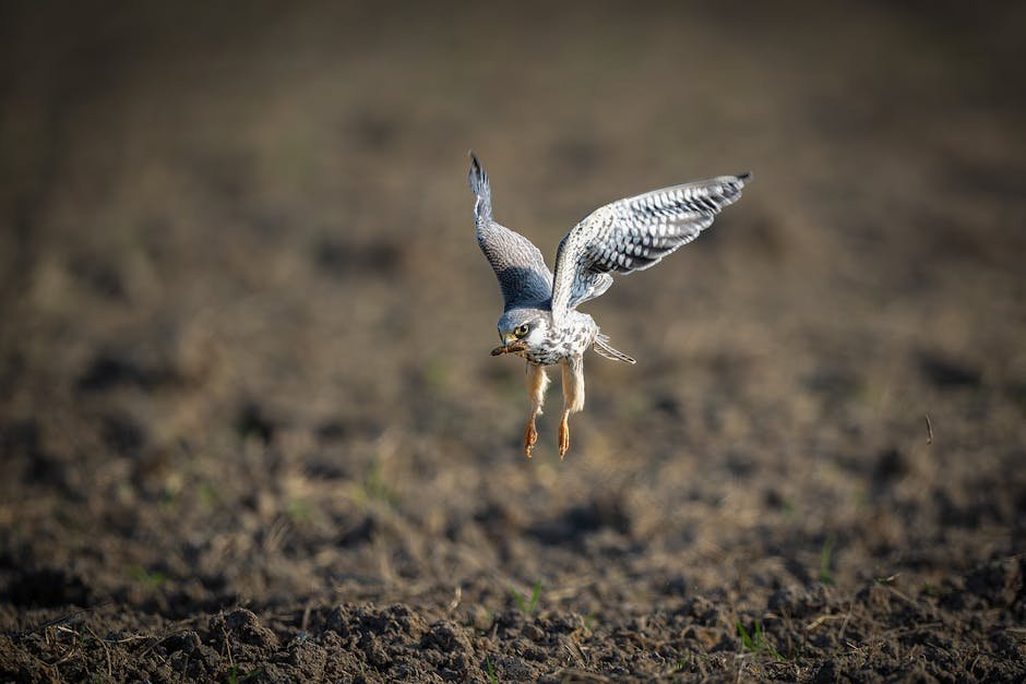 A gray kestrel hovers over a barren field in Guangzhou, Guangdong, China.